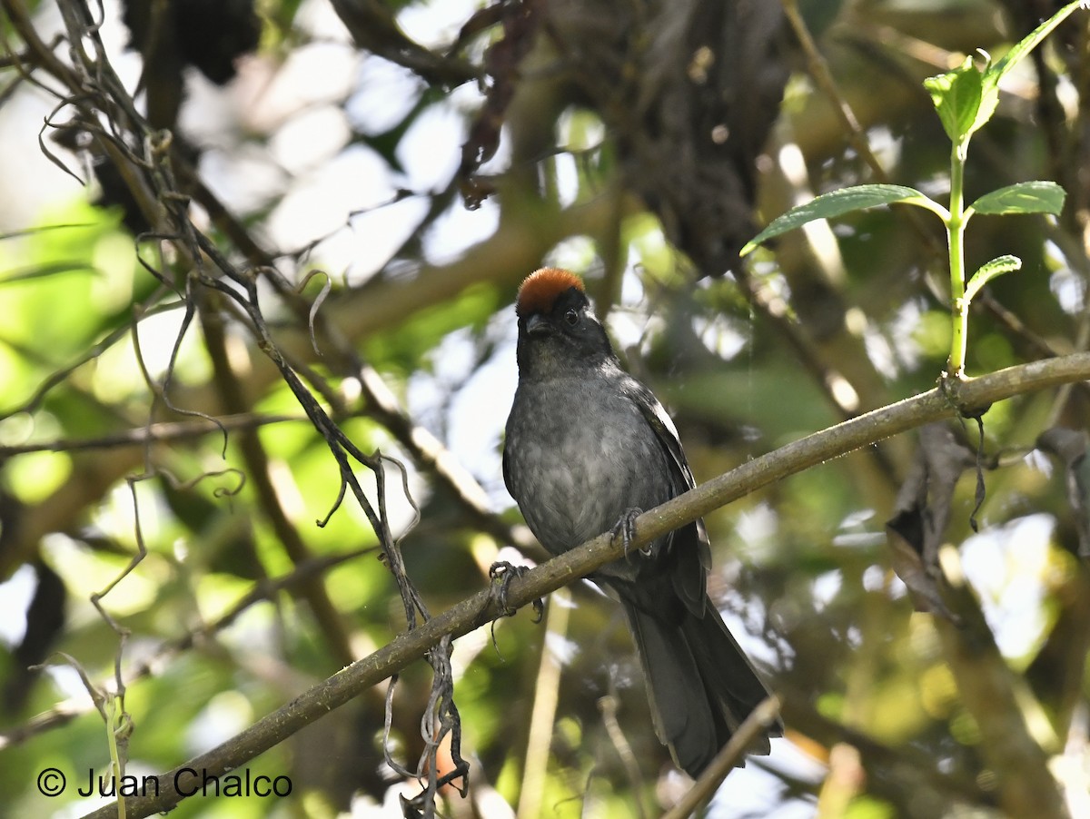 Cuzco Brushfinch - ML445171271