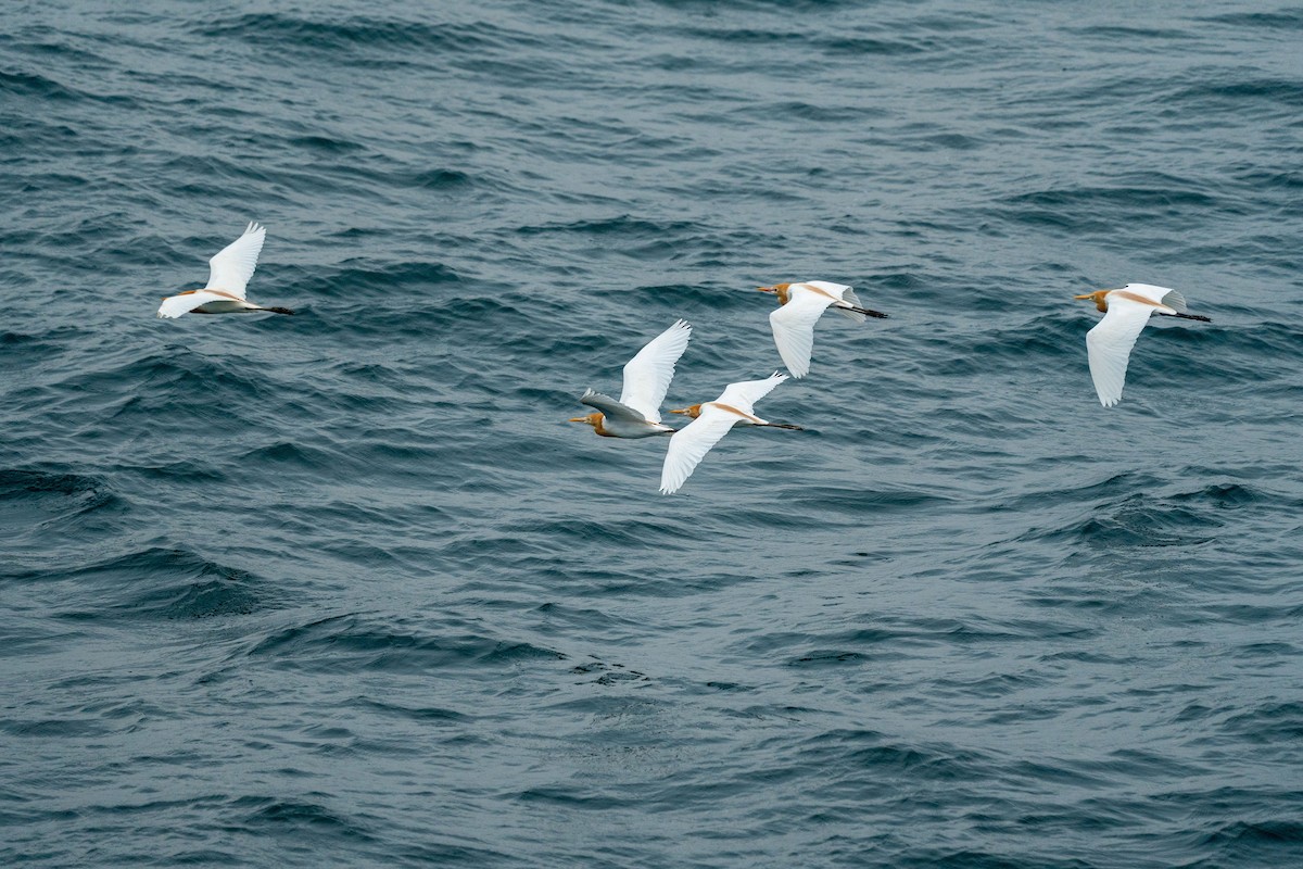 Eastern Cattle Egret - ML445171511