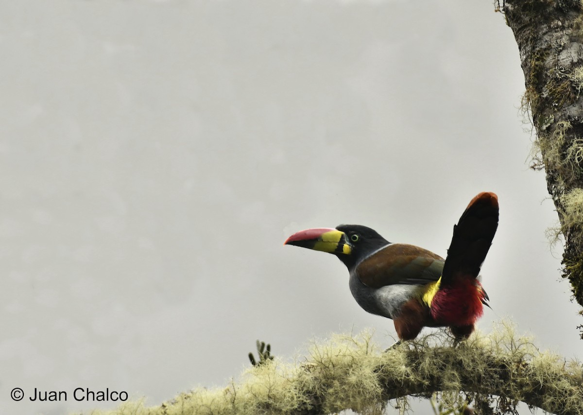 Gray-breasted Mountain-Toucan - ML445171701