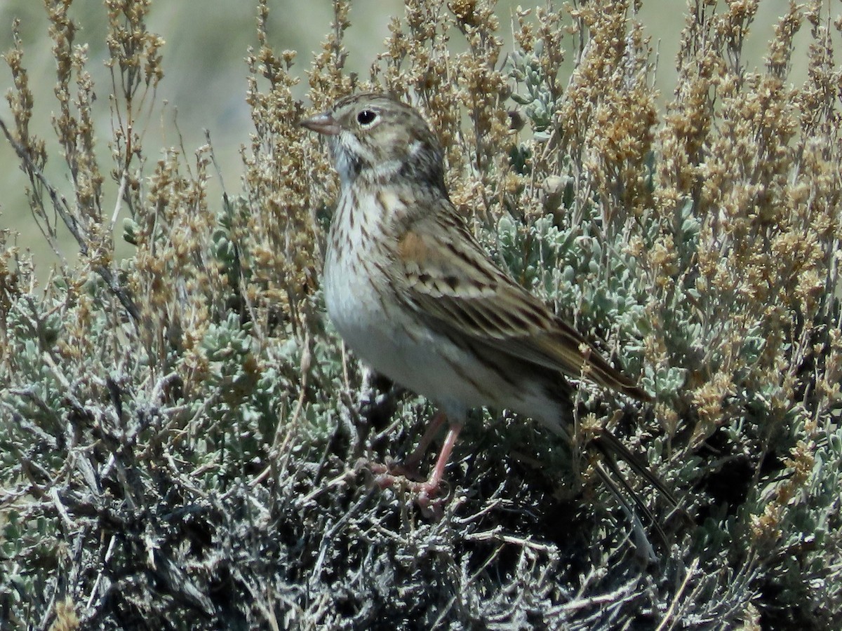 Vesper Sparrow - ML445171821