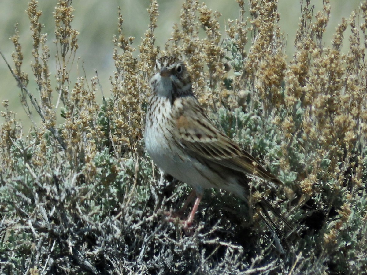 Vesper Sparrow - ML445171831