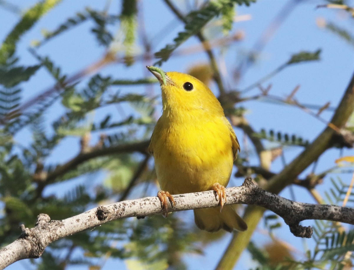 Yellow Warbler - Pair of Wing-Nuts