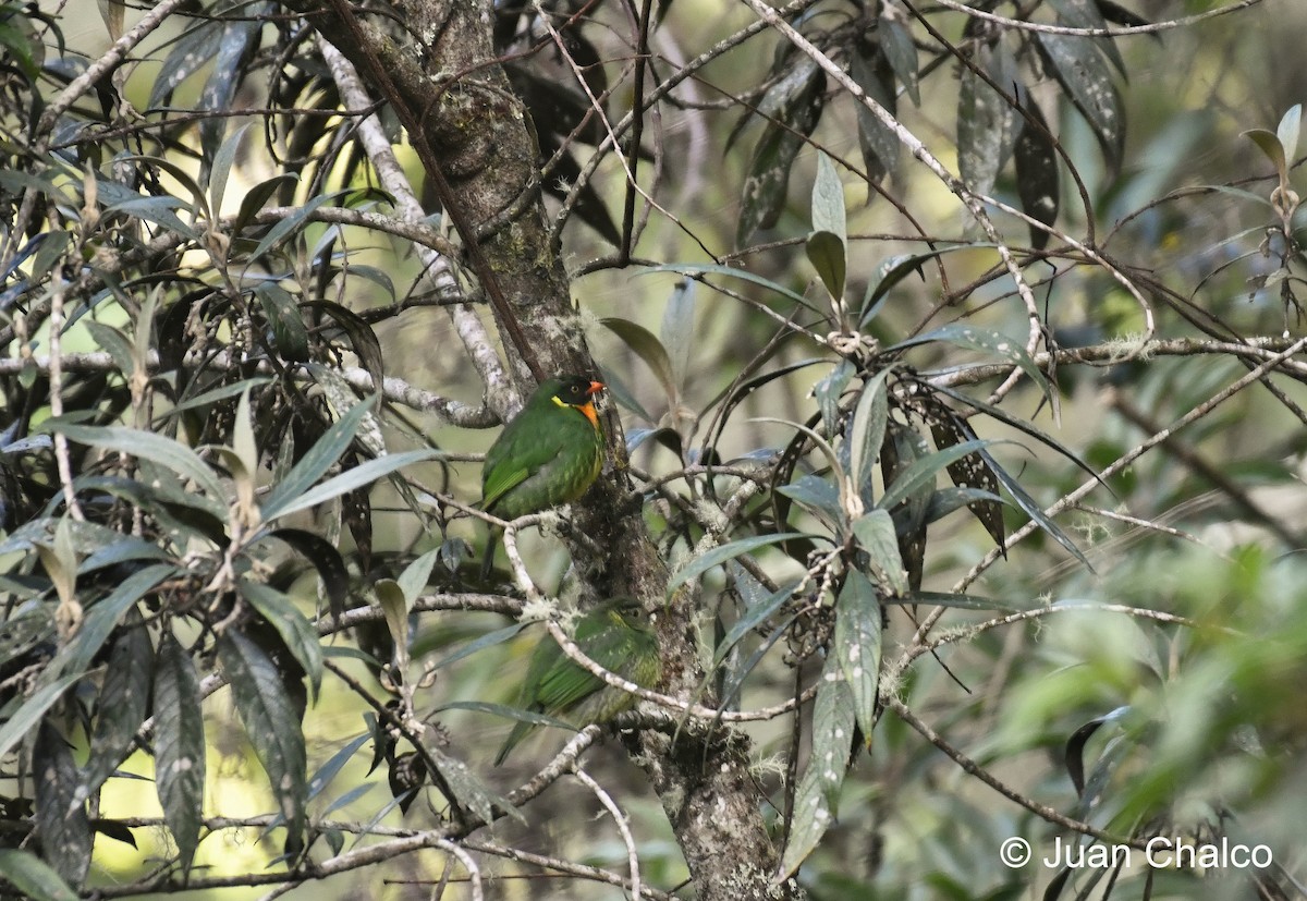 Cotinga masqué - ML445174051