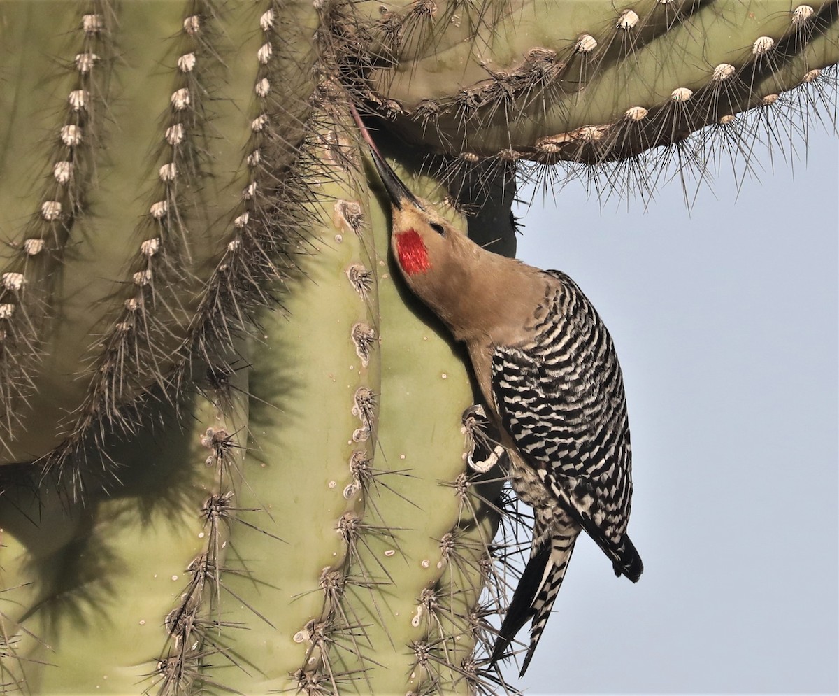 Gila Woodpecker - Pair of Wing-Nuts