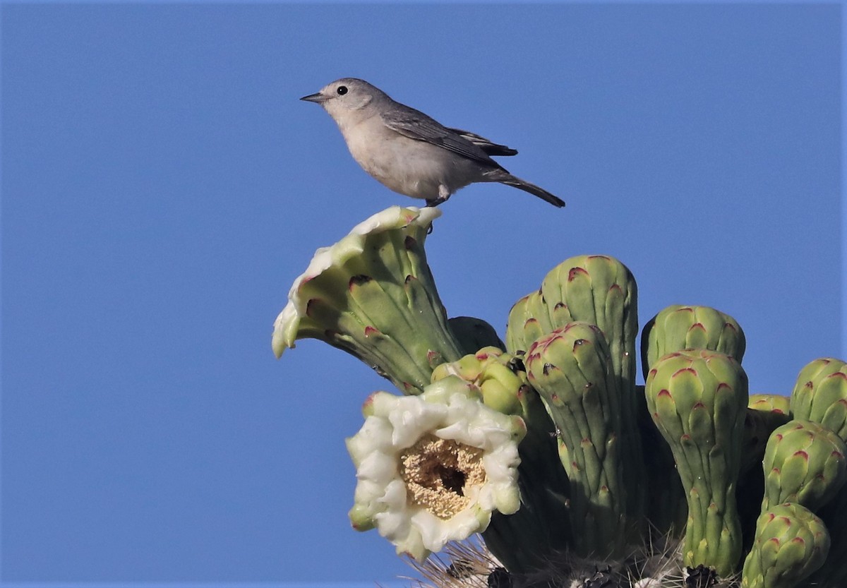 Lucy's Warbler - Pair of Wing-Nuts