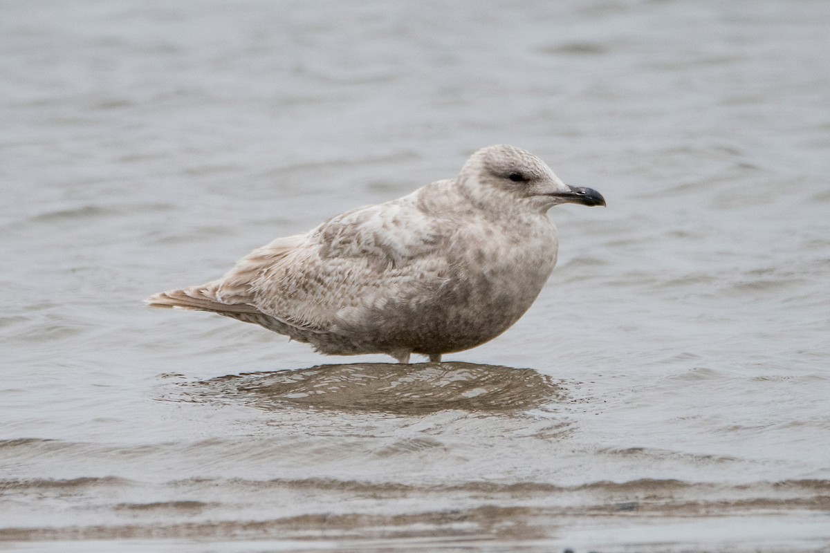 Iceland Gull - Sue Barth