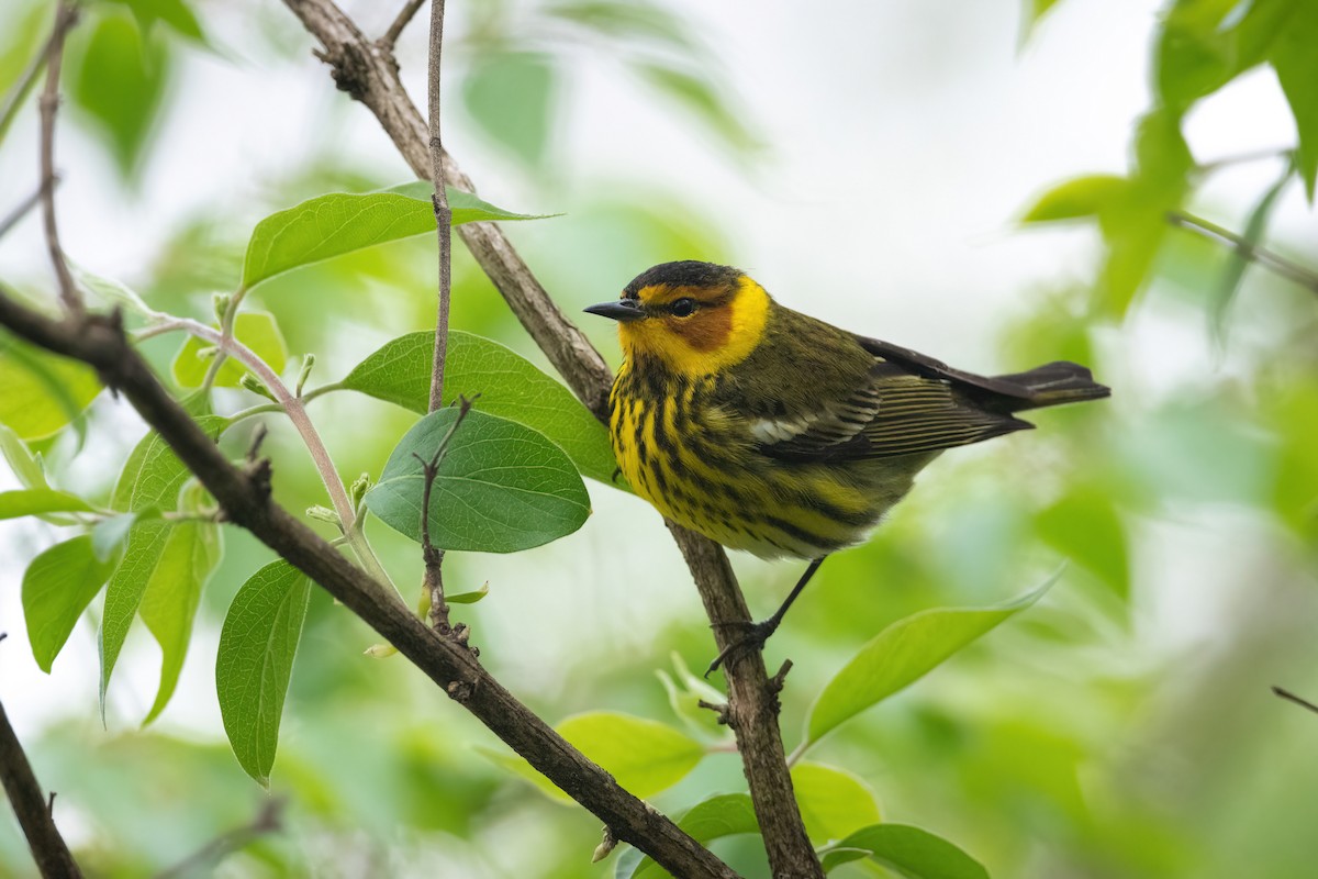 Cape May Warbler - ML445176941
