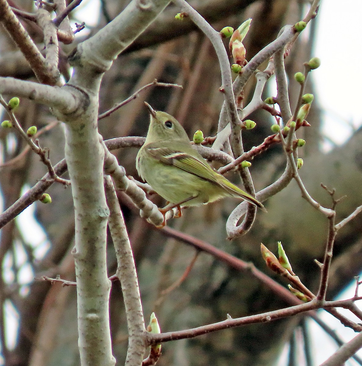 Ruby-crowned Kinglet - ML445177641