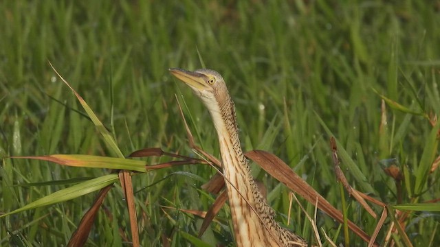 Pinnated Bittern - ML445178341