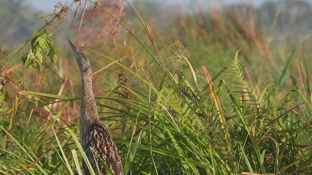 Pinnated Bittern - ML445178451