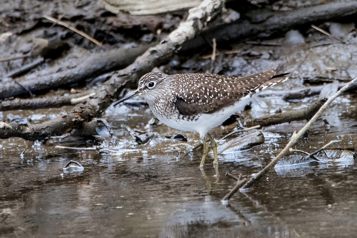 Solitary Sandpiper - ML445178761