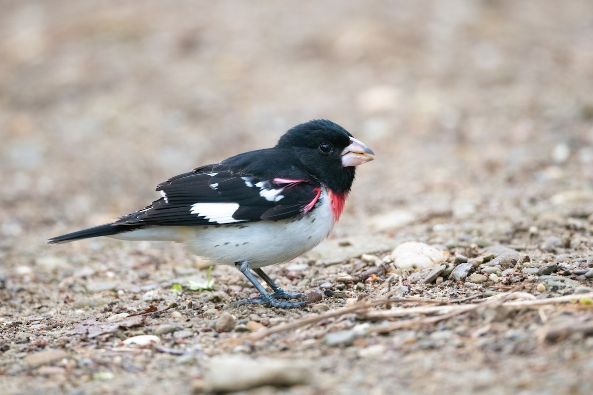 Rose-breasted Grosbeak - ML445180121