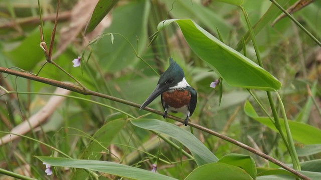 Martin-pêcheur d'Amazonie - ML445180911