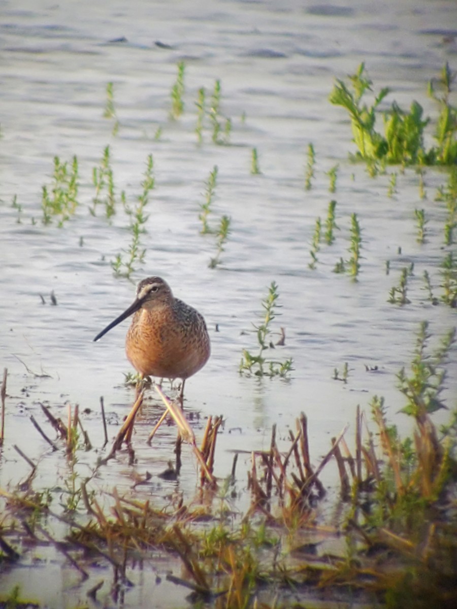 langnebbekkasinsnipe - ML445181831