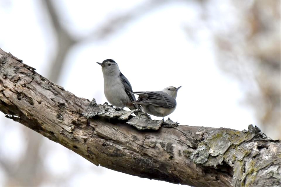 White-breasted Nuthatch - ML445181911