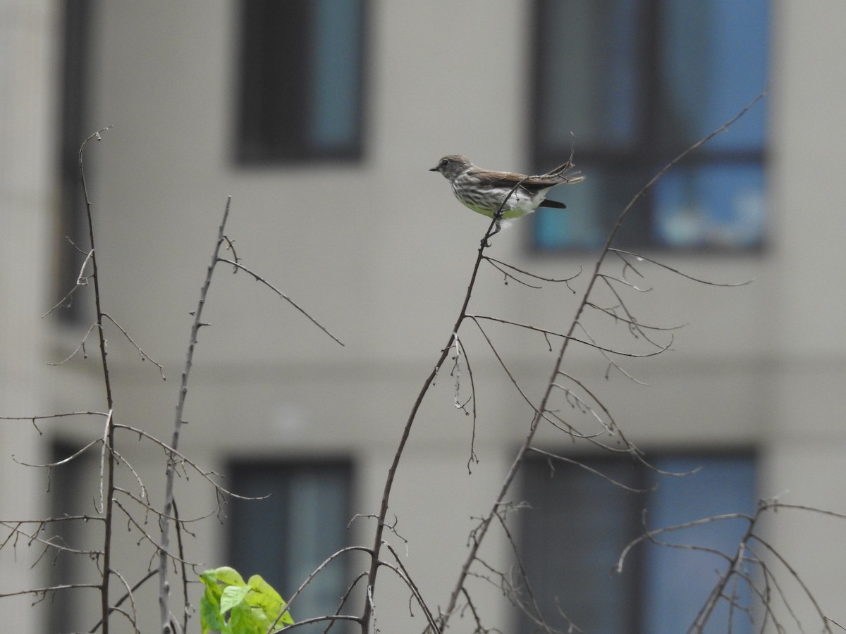 Gray-streaked Flycatcher - ML445183111