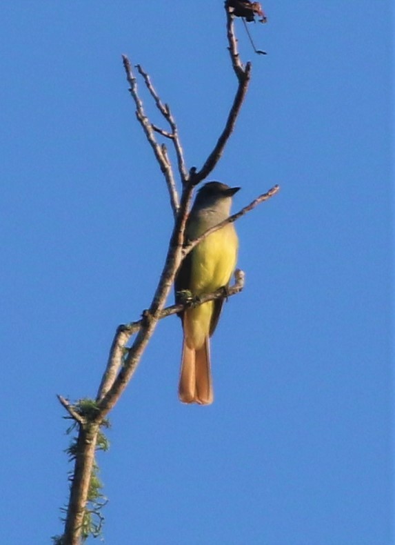 Great Crested Flycatcher - ML445184451