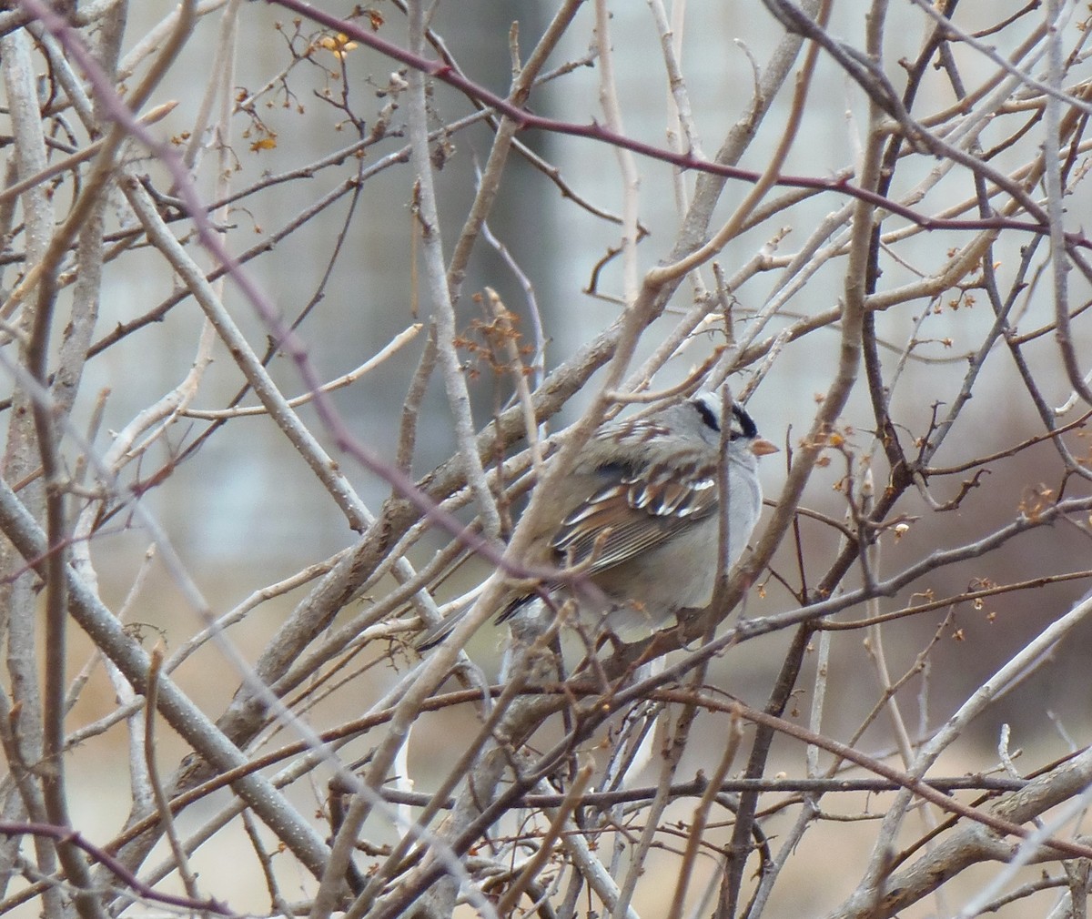White-crowned Sparrow - ML44518501