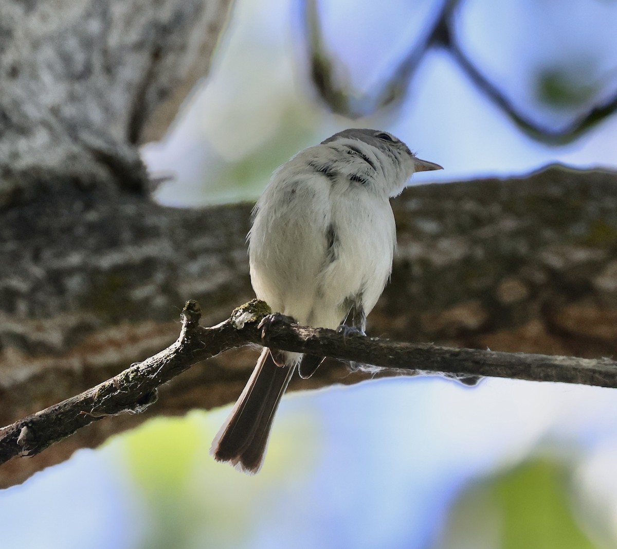 Bell's Vireo - ML445185421