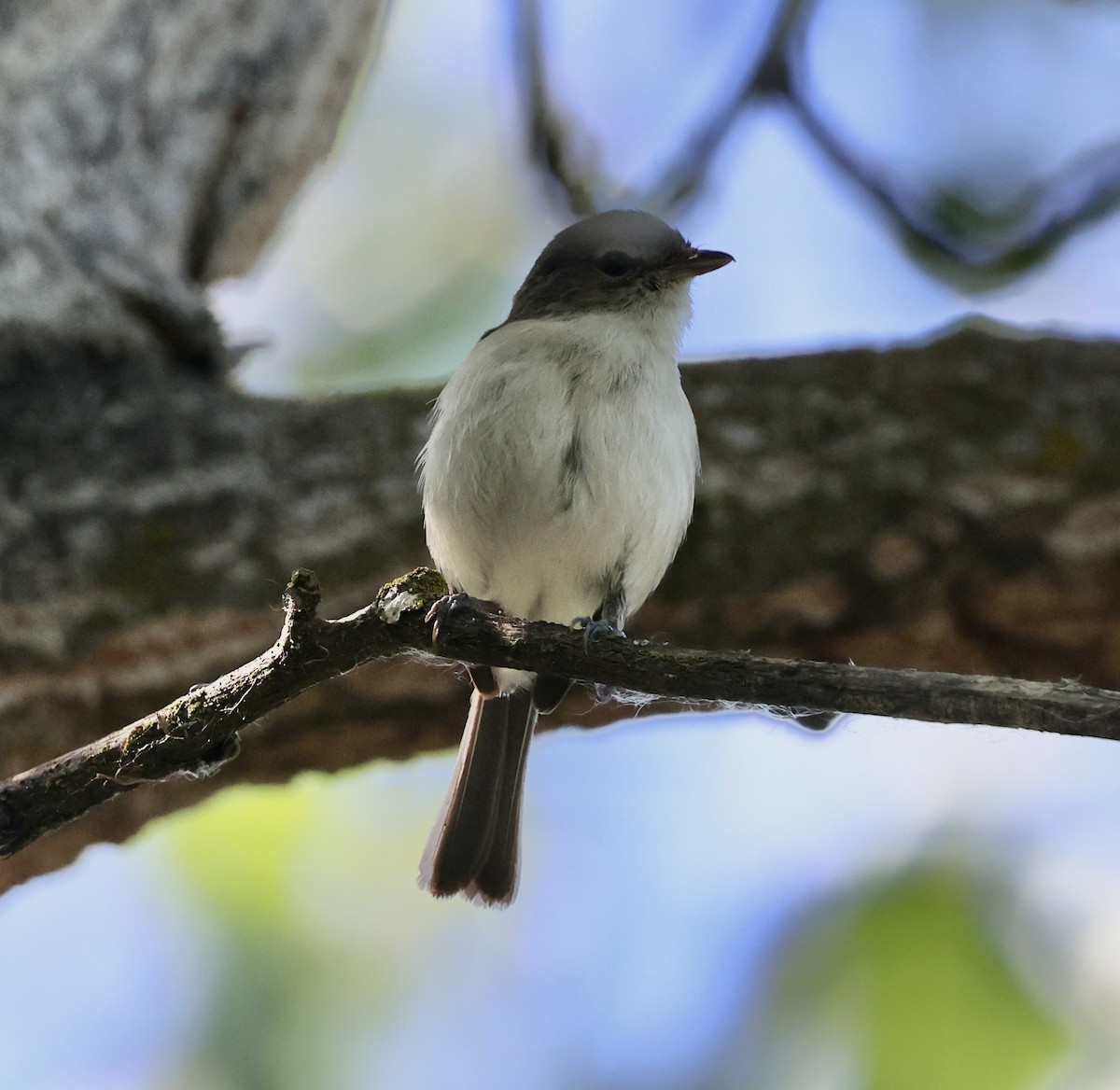 Bell's Vireo - Carolyn Thiele