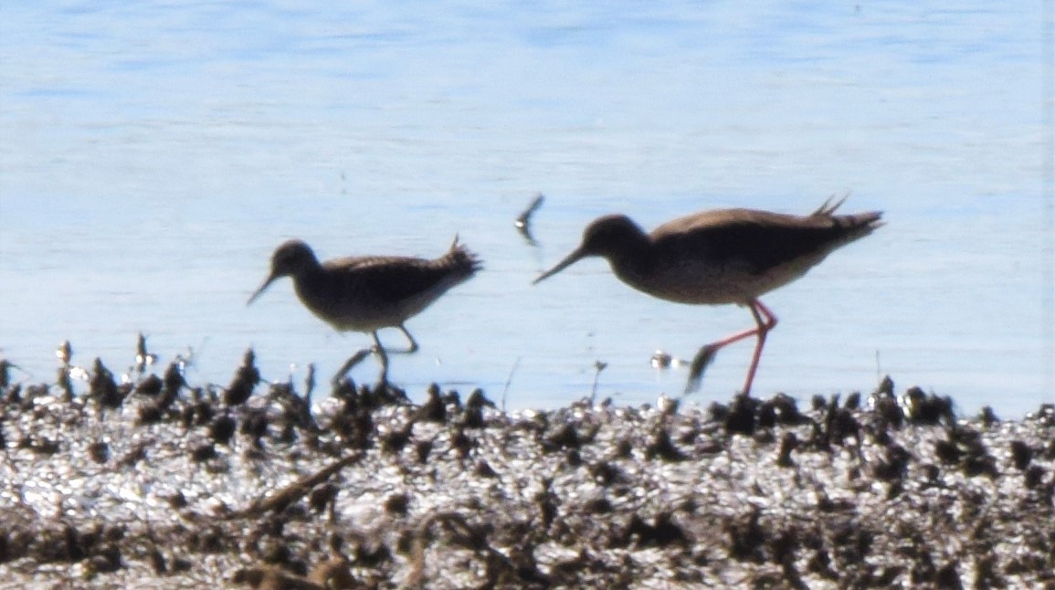 Wood Sandpiper - ML445185611