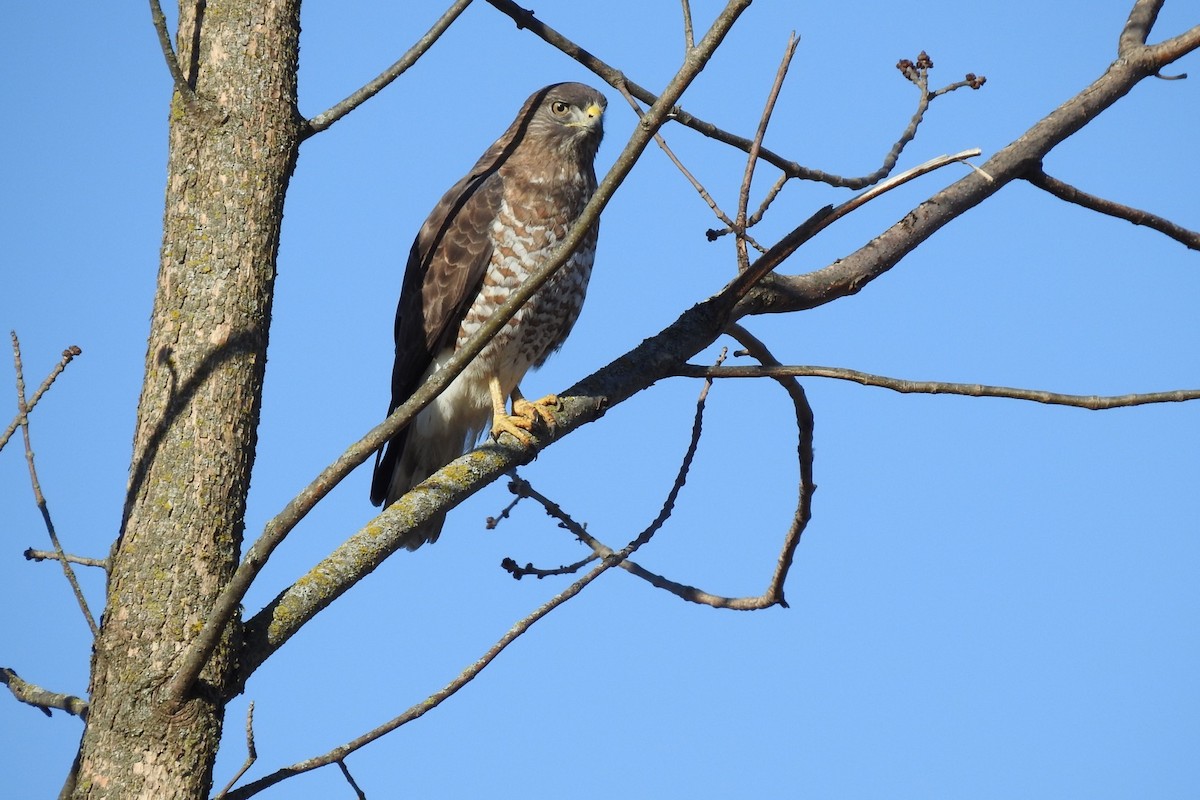 Broad-winged Hawk - ML445186501