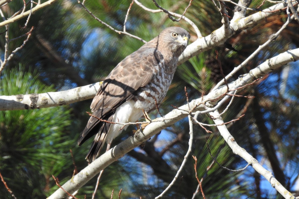 Broad-winged Hawk - ML445186551