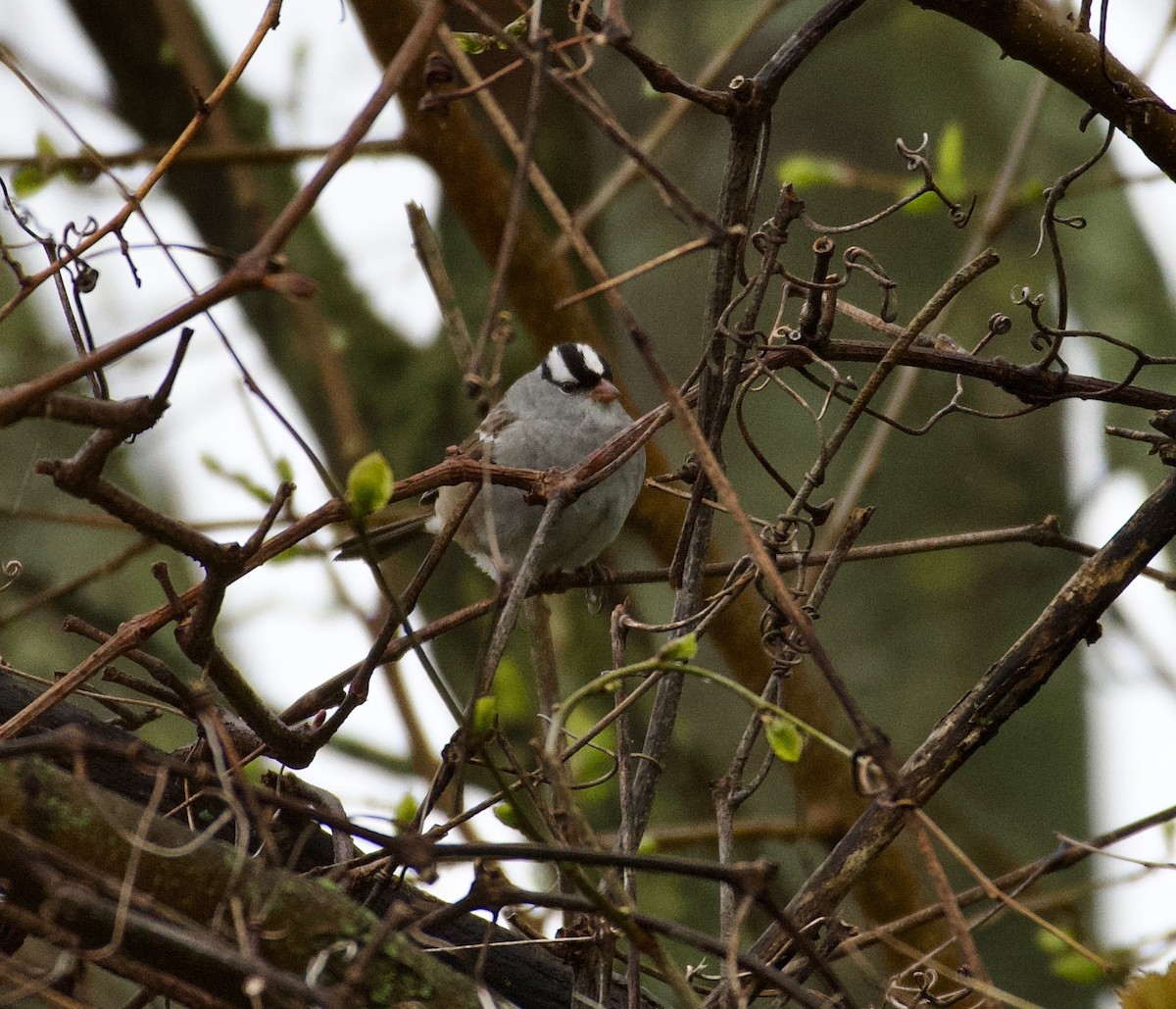 White-crowned Sparrow - ML445186911
