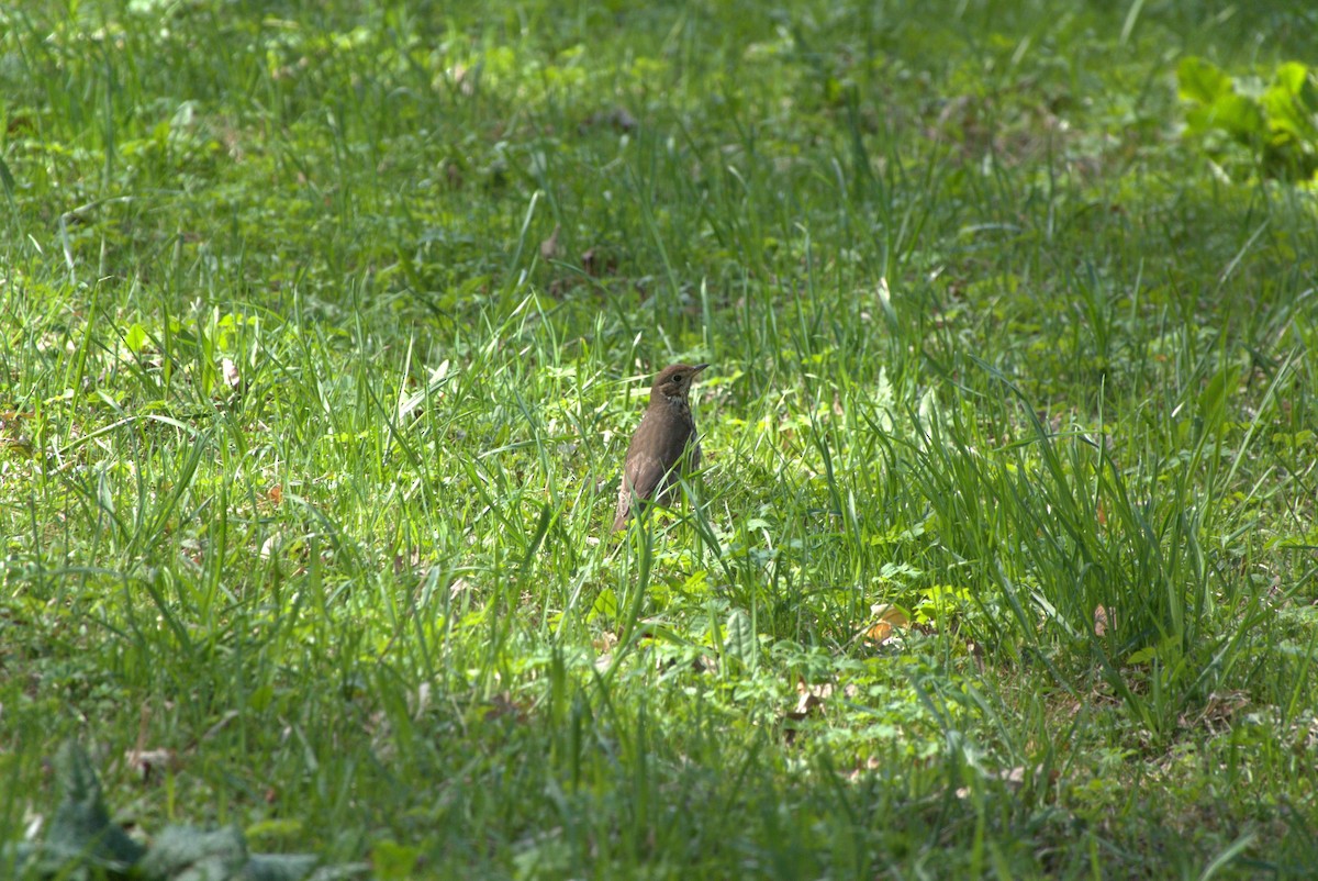 Song Thrush - Anna Gorshkova