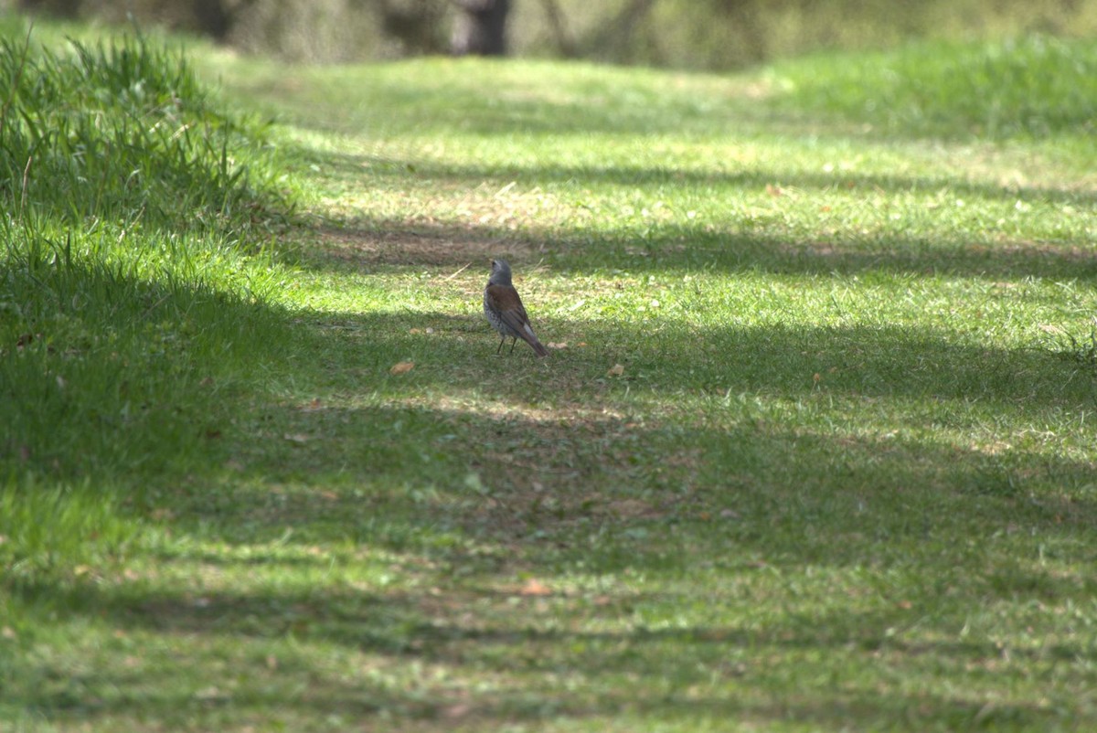 Fieldfare - ML445187911