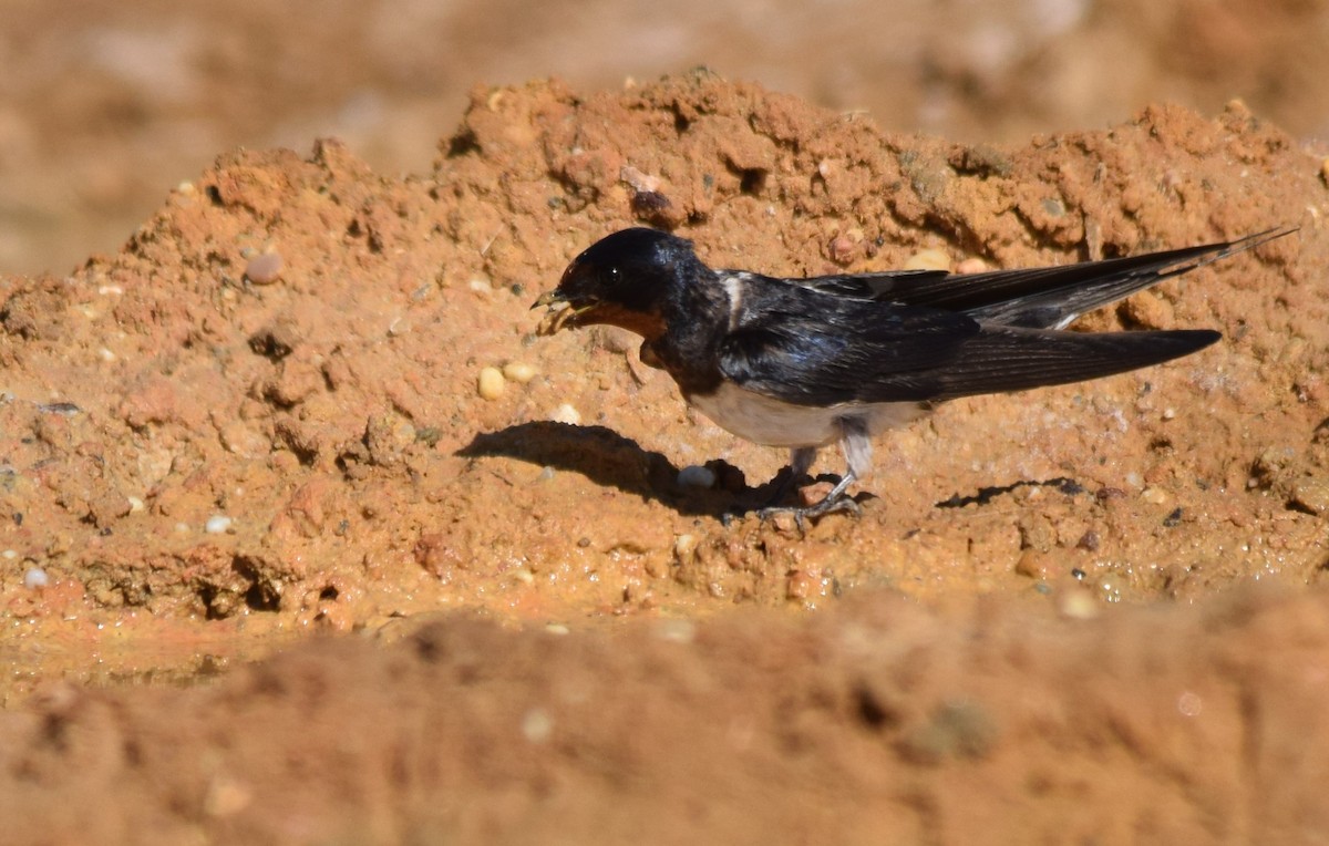 Barn Swallow - ML445188411