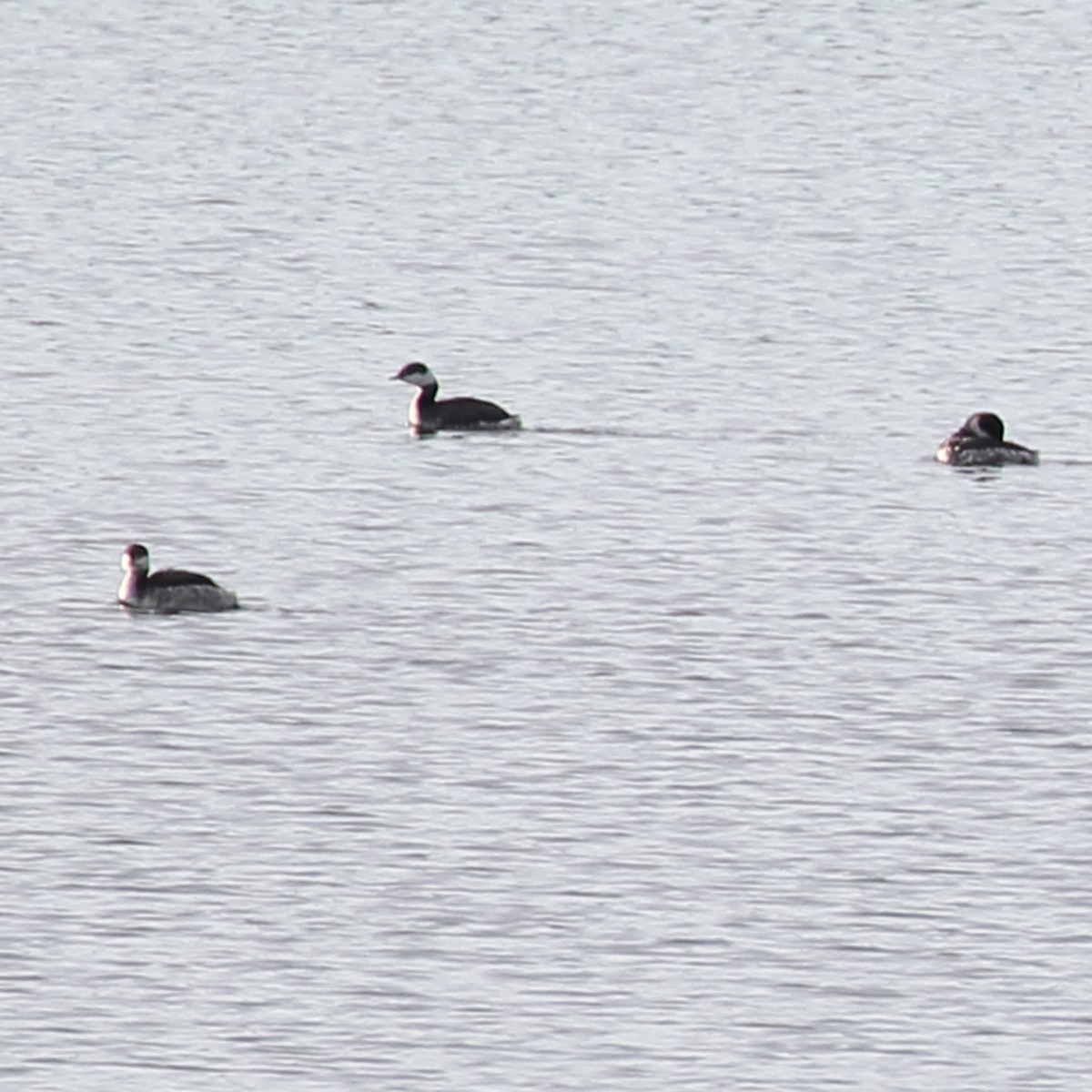 Horned Grebe - Dan Vickers