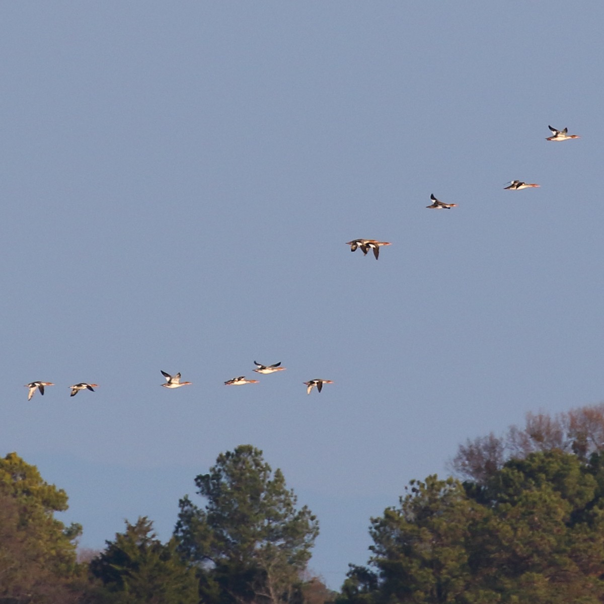 Red-breasted Merganser - Dan Vickers