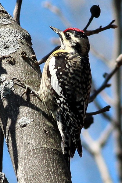 Yellow-bellied Sapsucker - ML44518971