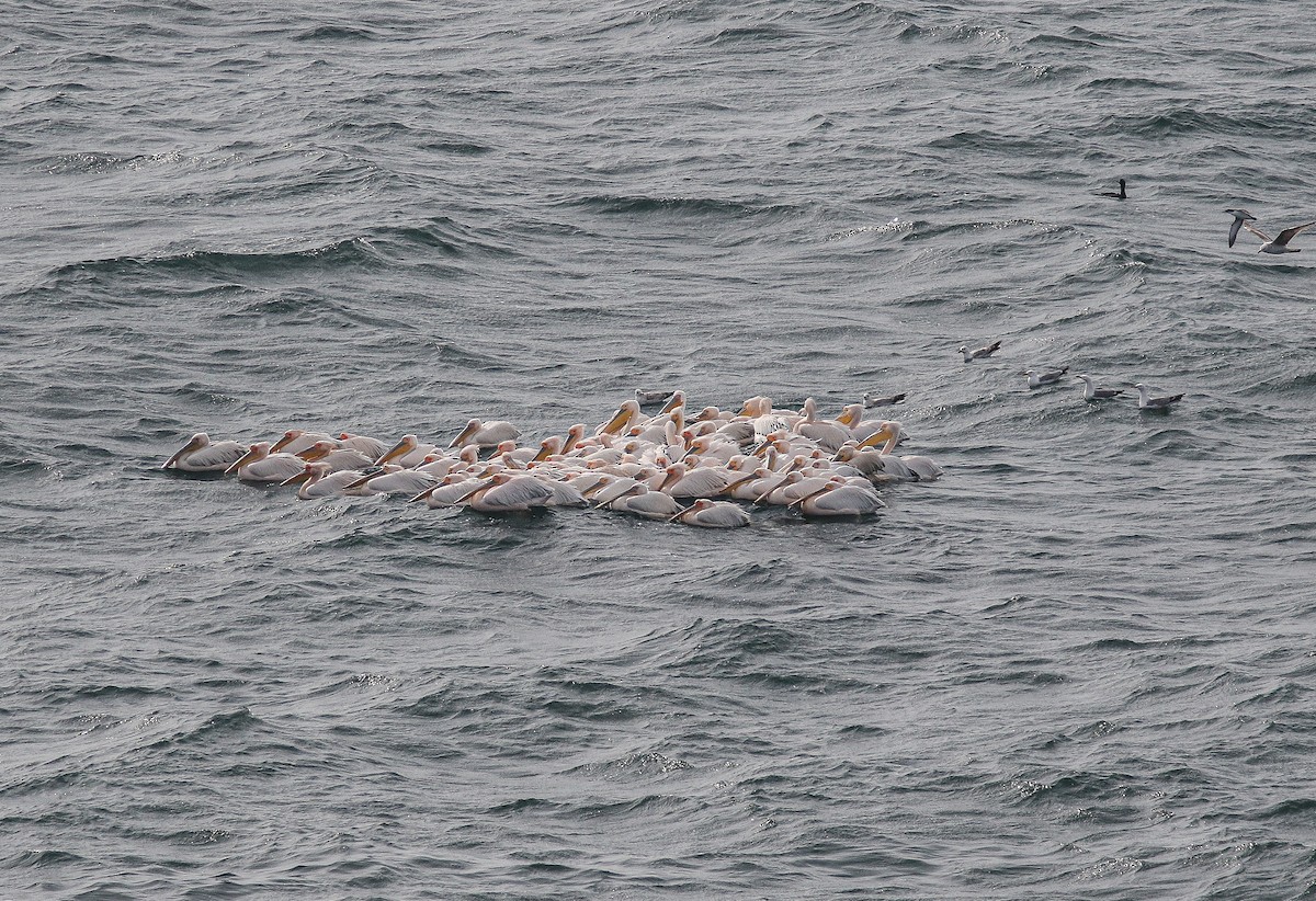 Great White Pelican - ML445190781