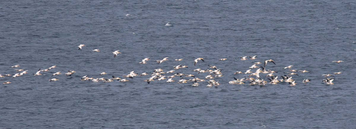 Great White Pelican - ML445190791