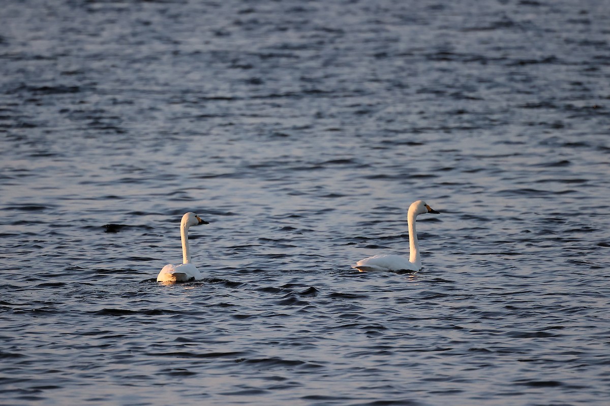 Whooper Swan - ML445190981