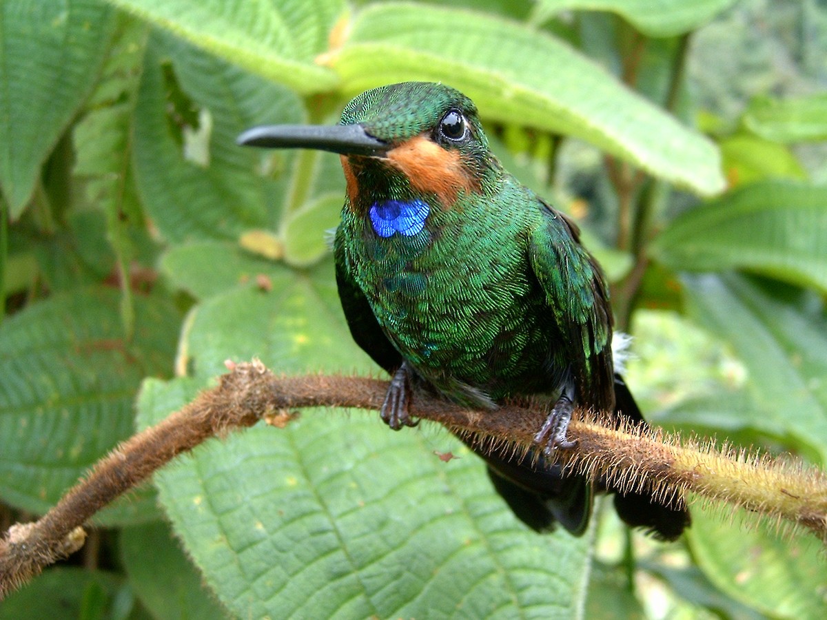 Green-crowned Brilliant - Edwin Munera