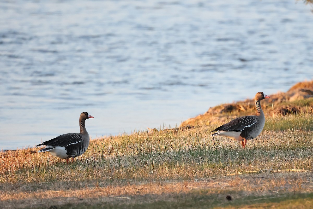 Greater White-fronted Goose - ML445191051