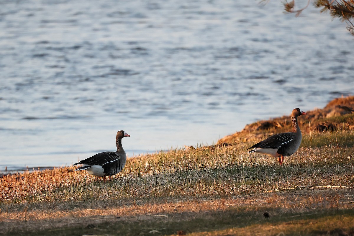 Greater White-fronted Goose - ML445191081