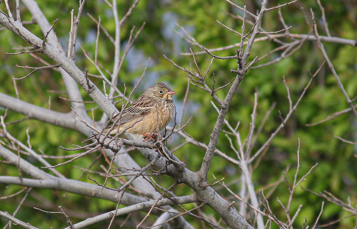 Ortolan Bunting - Peter Alfrey