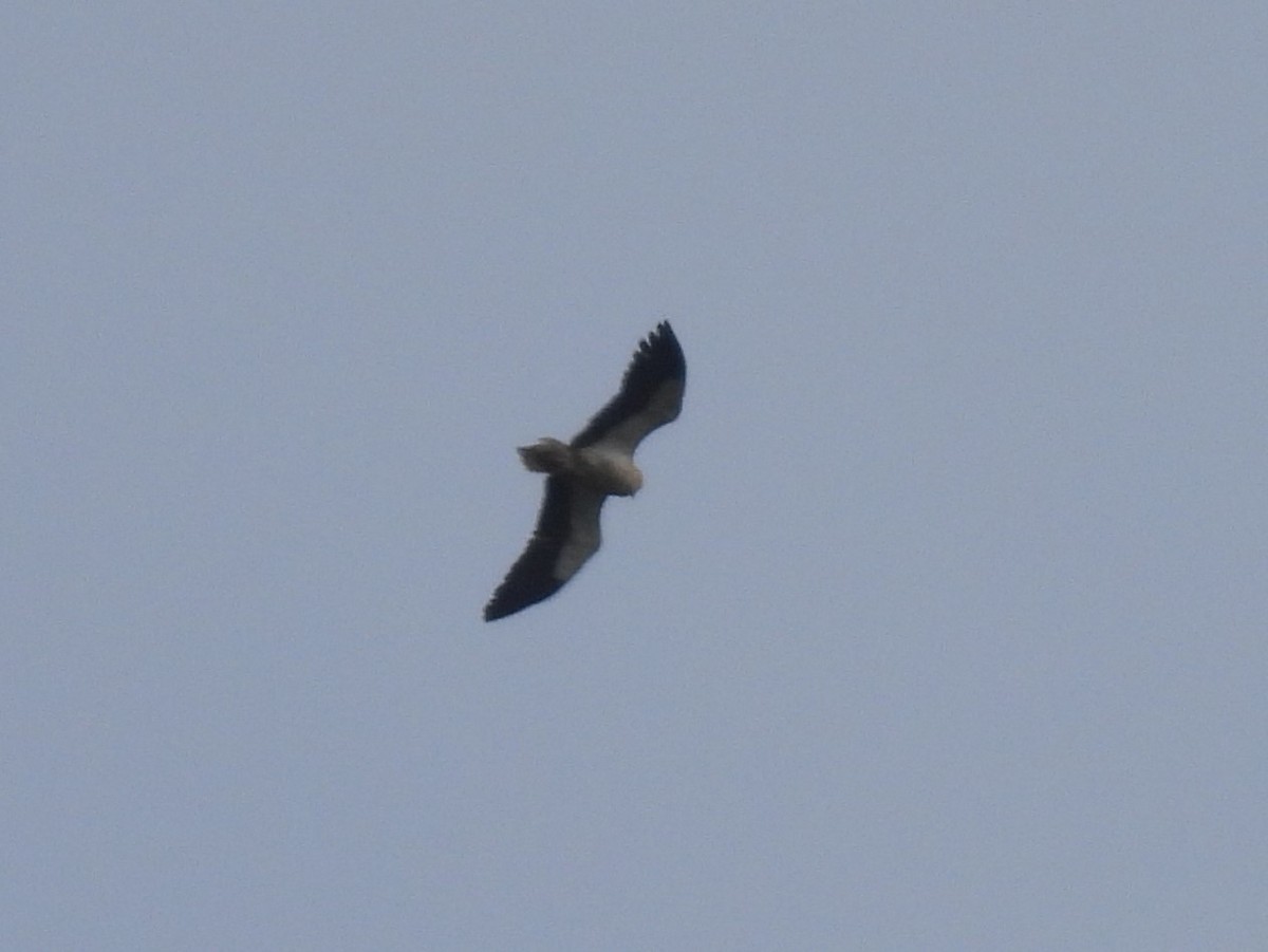 Egyptian Vulture - Joseba Amenabar