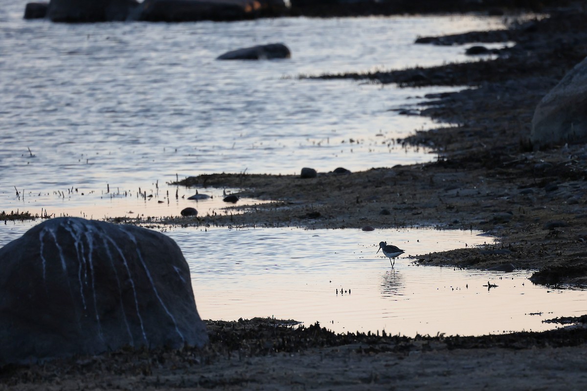 Common Greenshank - ML445191281