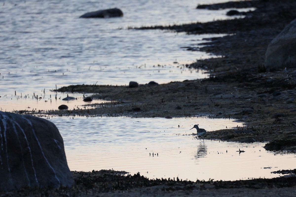 Common Greenshank - ML445191331