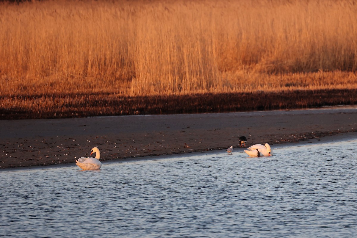 Mute Swan - ML445191401