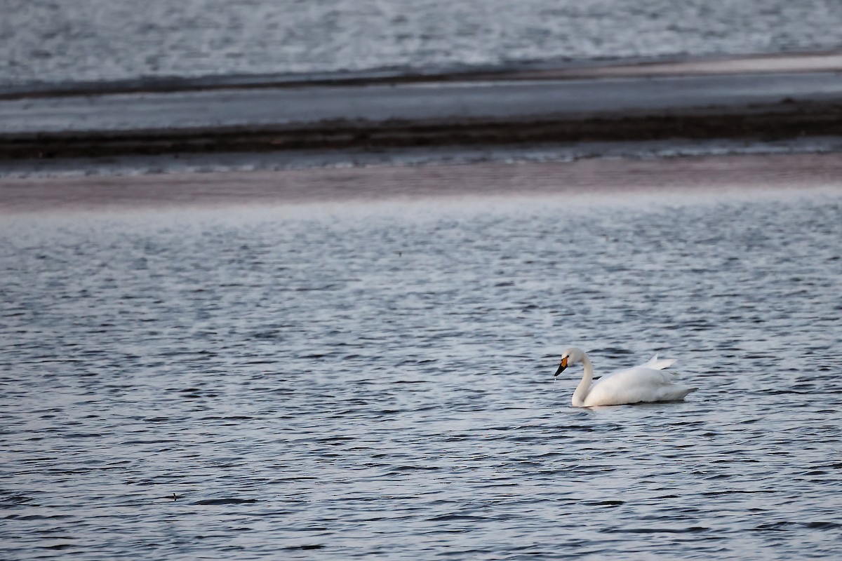 Whooper Swan - ML445191421