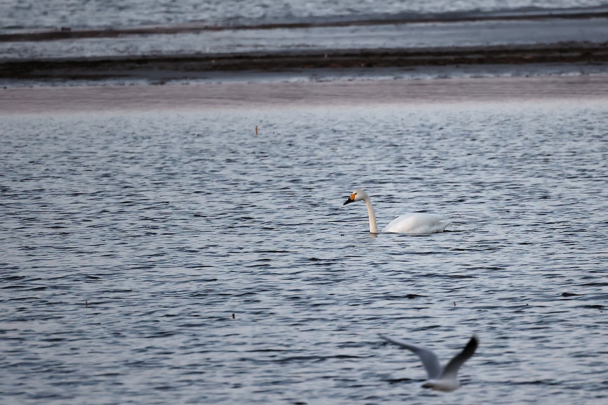 Whooper Swan - ML445191471