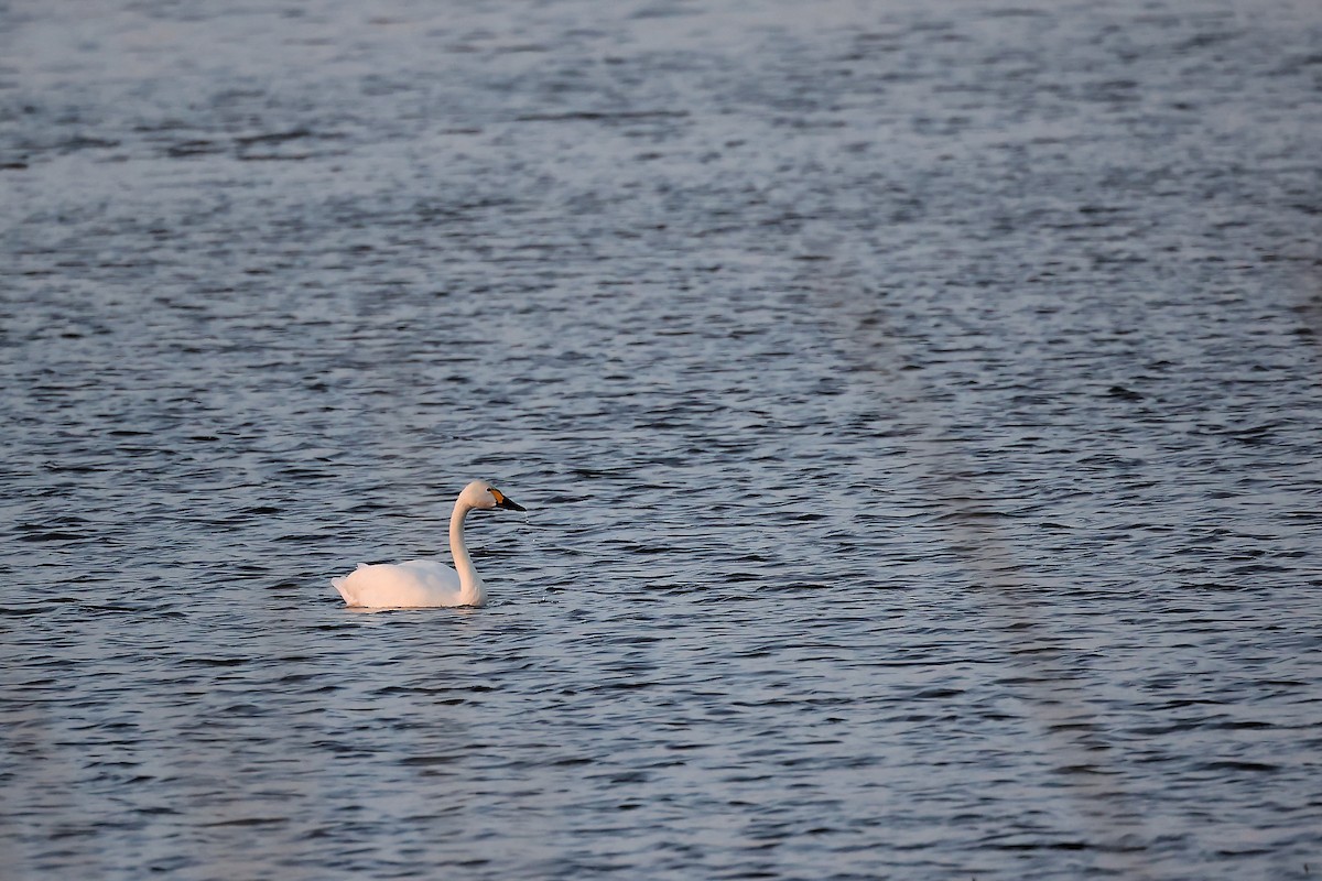 Whooper Swan - ML445191491