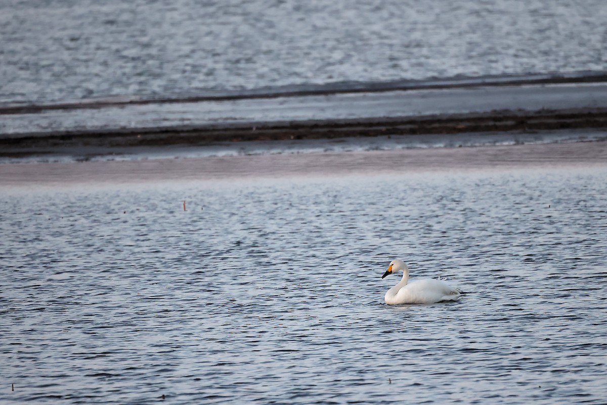 Whooper Swan - ML445191521