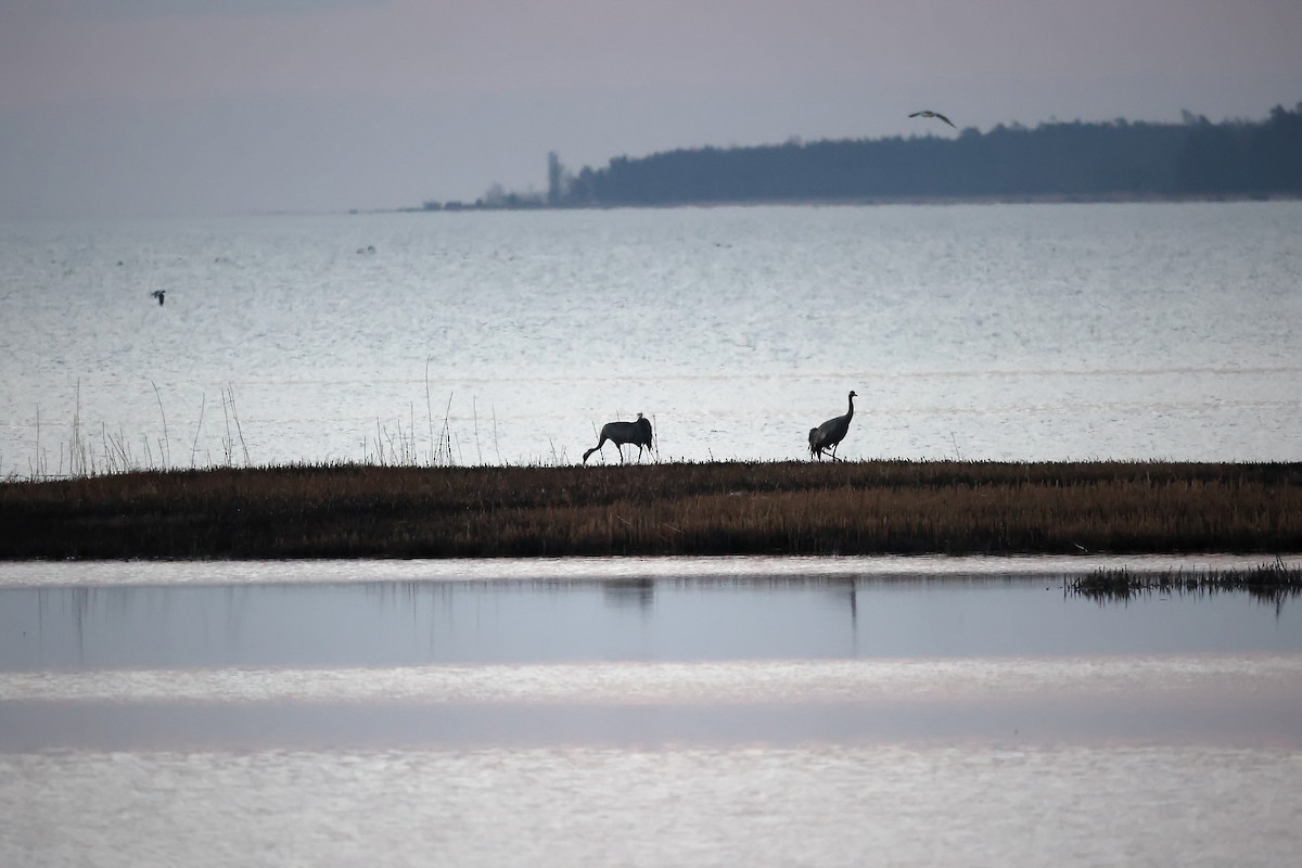 Common Crane - ML445191741